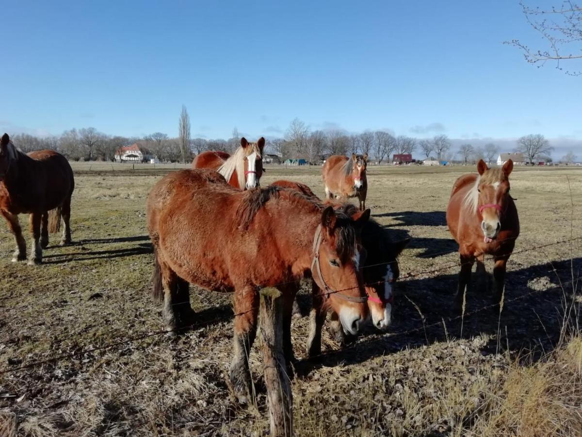 Domek Letniskowy Szuwarek Villa Świnoujście  Eksteriør billede
